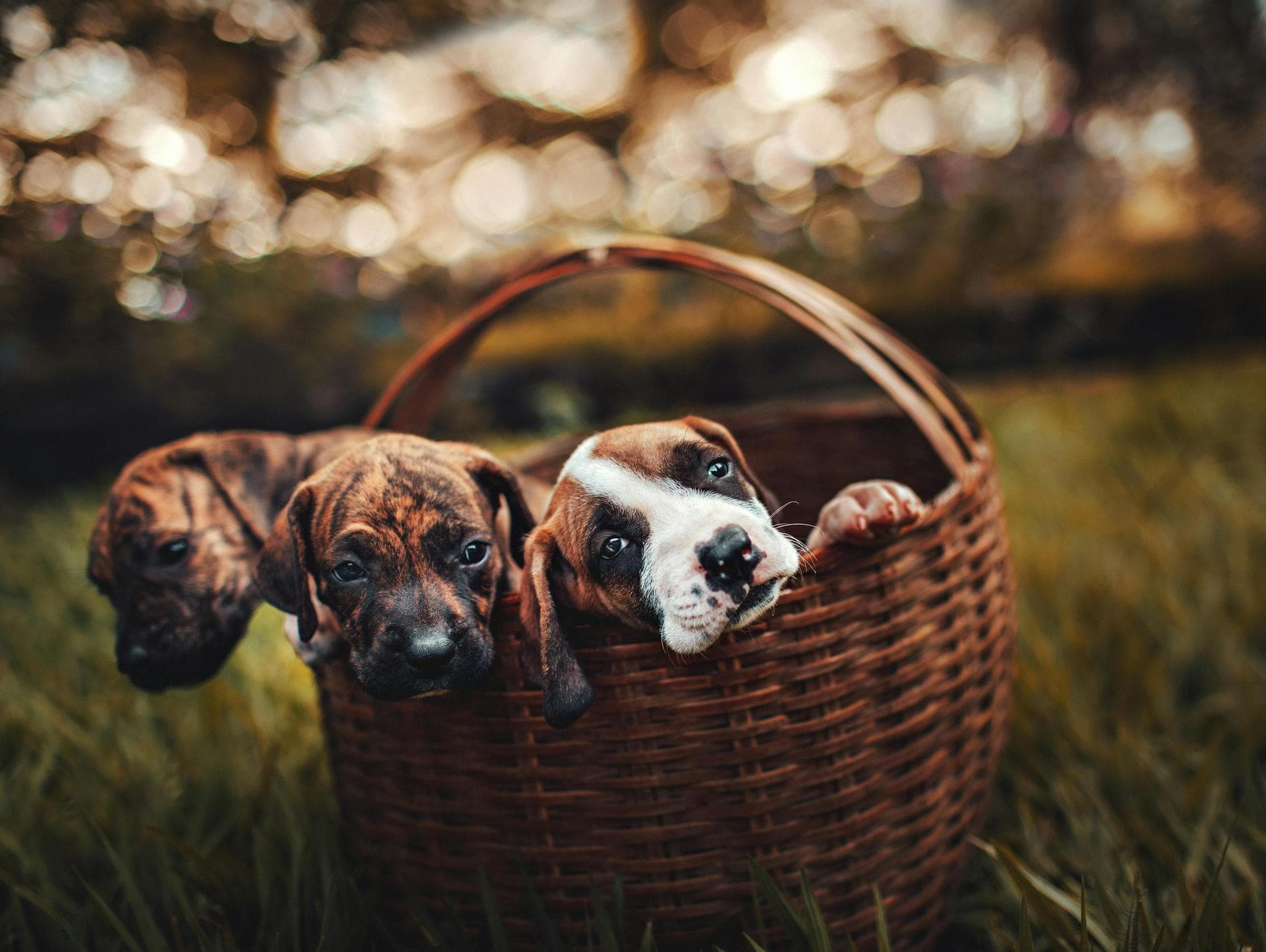 Best Vets in York